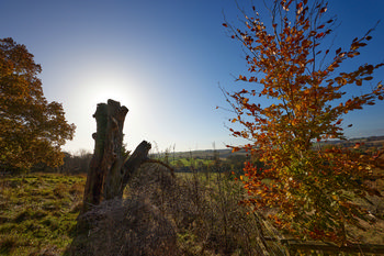 Autumn trees and stump This landscape photograph captures a rural scene in England, United Kingdom, during late morning in the autumn season. The main subject of the image is a group of autumn trees and a large old stump, both prominently featured with rich orange and brown foliage. The sunlight is backlit, casting long shadows across the grass and highlighting the textures of the trees, which are characteristic of the season. In the background, Hardwick Hall, a well-known landmark, is visible amidst the rolling countryside, enhancing the distinctly English atmosphere of the rural setting. The overall composition emphasizes the beauty of the autumn light and the picturesque nature found in the United Kingdom’s landscapes.